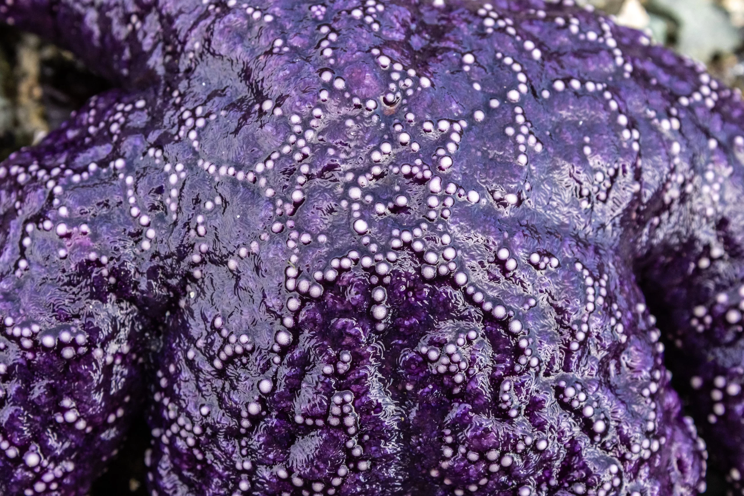 Working with the Ocean:Insights into the ocean career field from SeaChange staff